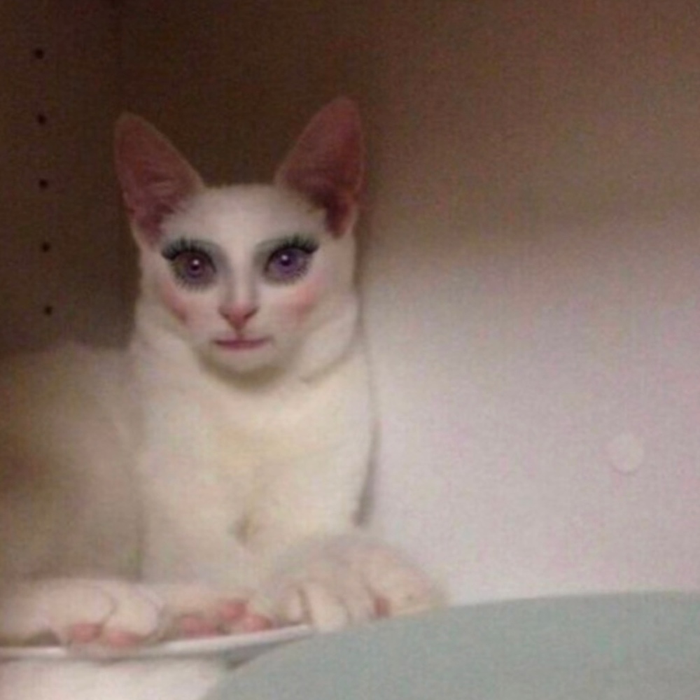 Meet your Posher, Jasmine